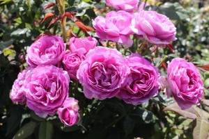 ADORABLE PARFUMA (floribunda)